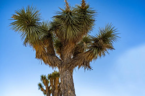 Drzewa Joshua Parku Narodowym Joshua Tree Kalifornia — Zdjęcie stockowe