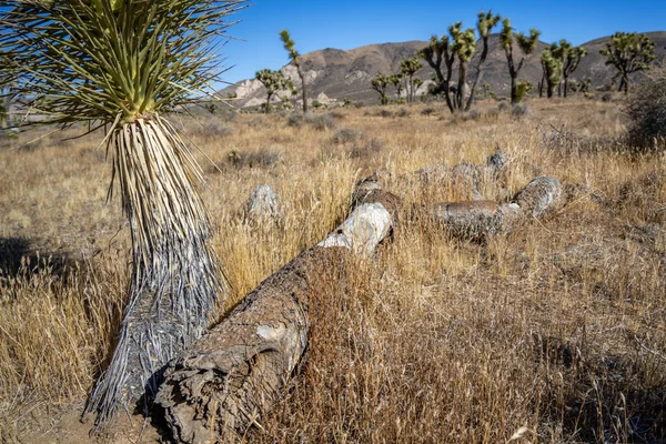 Joshua Bäume Joshua Tree Nationalpark Kalifornien — Stockfoto