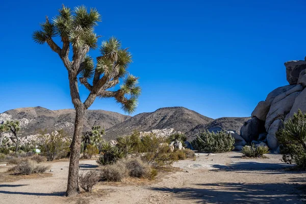 Joshua Bäume Joshua Tree Nationalpark Kalifornien — Stockfoto