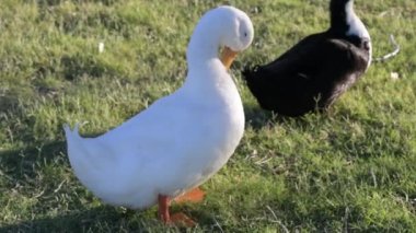 Arizona, Yuma 'da farklı türde ördekler.
