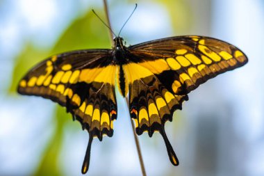 Siyah, soluk benekli bir sıra kelebek vahşi bir otun üzerinde oturuyor.