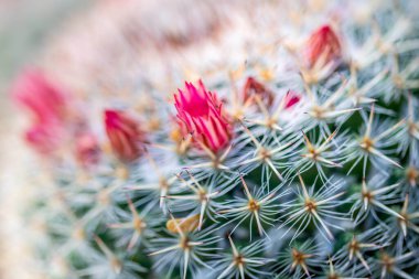 Yeşil, dikenli bitkiler parkın patikası boyunca çiçek açıyor.