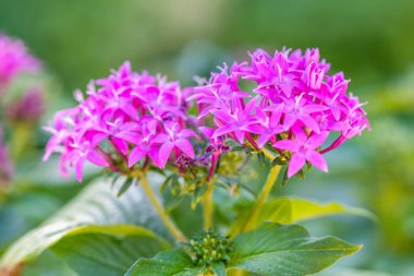 Çiçek açan bir bitki, koruma parkındaki doğanın manzarasını ön plana çıkarıyor.