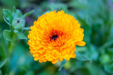 Çiçek açan bir bitki, koruma parkındaki doğanın manzarasını ön plana çıkarıyor.