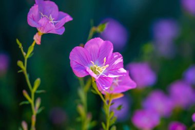 Çiçek açan bir bitki, koruma parkındaki doğanın manzarasını ön plana çıkarıyor.