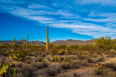 Tucson, Arizona 'da uzun ince bir Saguaro Kaktüsü