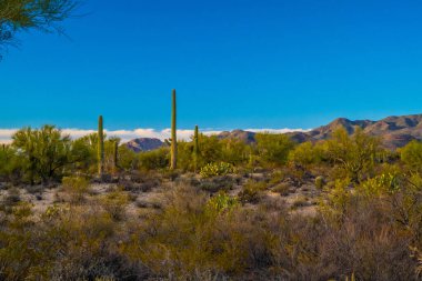 Tucson, Arizona 'da uzun ince bir Saguaro Kaktüsü