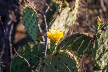 Tucson, Arizona 'da çiçek açan bir kaktüs.