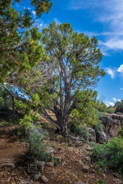 Colorado 'daki Gunnison Ulusal Parkı' nın Kara Kanyonu