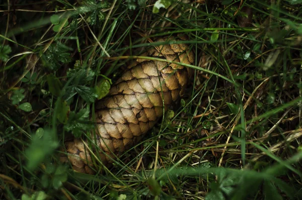 Furu barrträd i gräs — Stockfoto