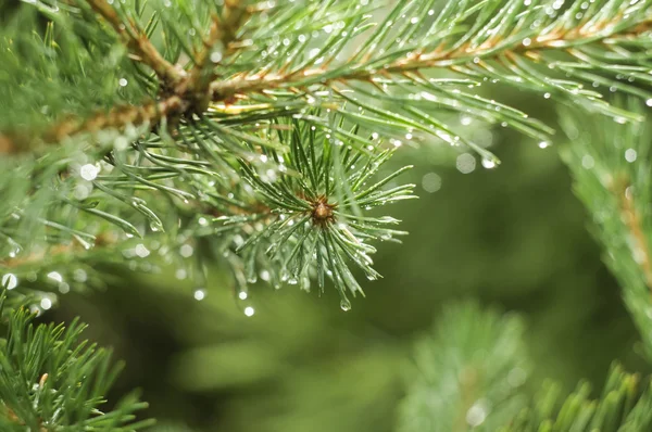 Pine branch on a rainy day — Stock Photo, Image