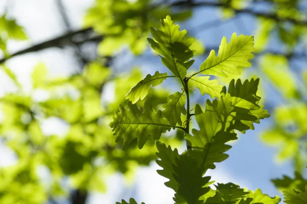 Eichenblätter an einem sonnigen Tag — Stockfoto