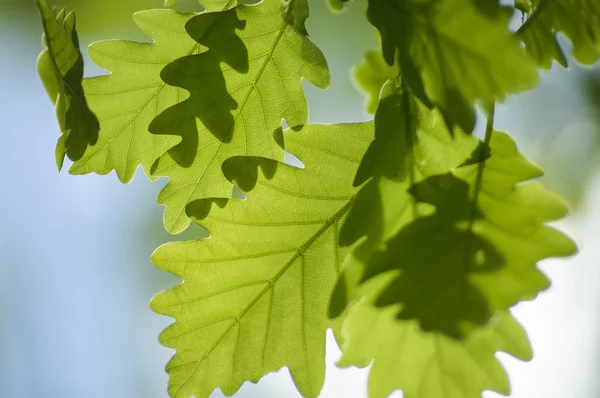 Eikenbladeren in een zonnige dag — Stockfoto