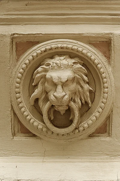A feje egy oroszlán — Stock Fotó