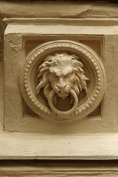 The head of a lion — Stock Photo, Image