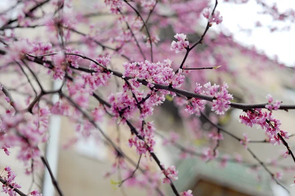 Bloemen van een tsertsis — Stockfoto