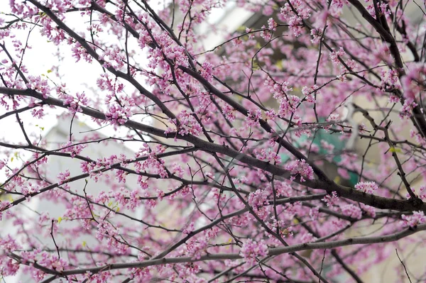 Bloemen van een tsertsis — Stockfoto