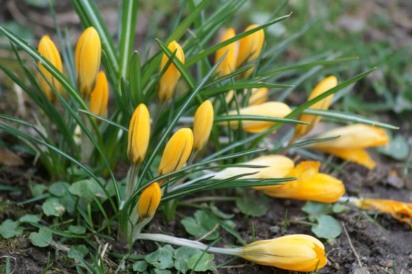 Krokusse — Stockfoto