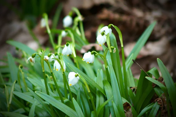 Schneeglöckchen — Stockfoto