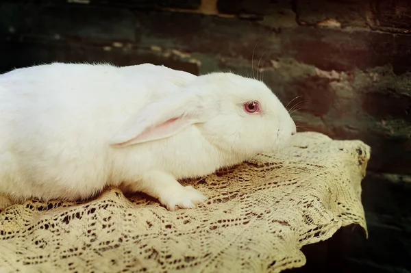 Eine Kaninchenfarm — Stockfoto