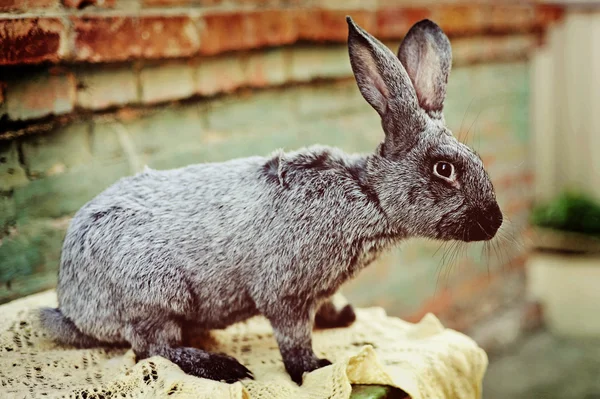 Une ferme de lapins — Photo