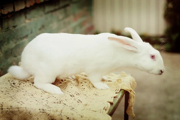 Sebuah peternakan kelinci — Stok Foto