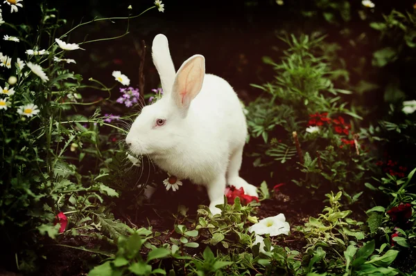 Una granja de conejos —  Fotos de Stock