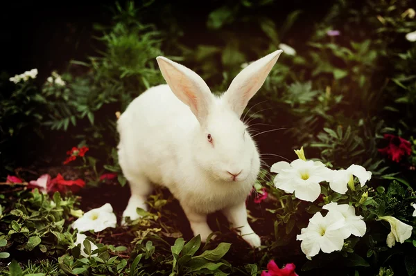 Une ferme de lapins — Photo