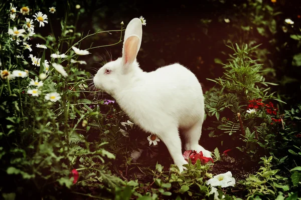 Une ferme de lapins — Photo