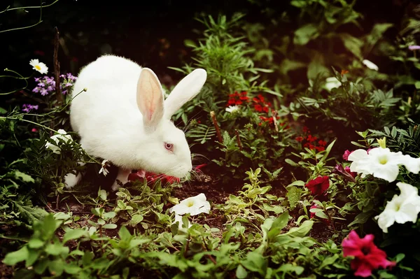 A rabbit farm — Stock Photo, Image