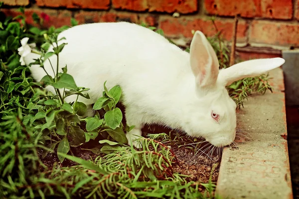 Une ferme de lapins — Photo