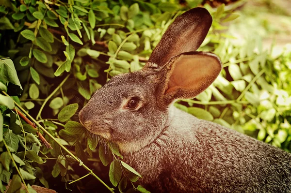 Une ferme de lapins — Photo