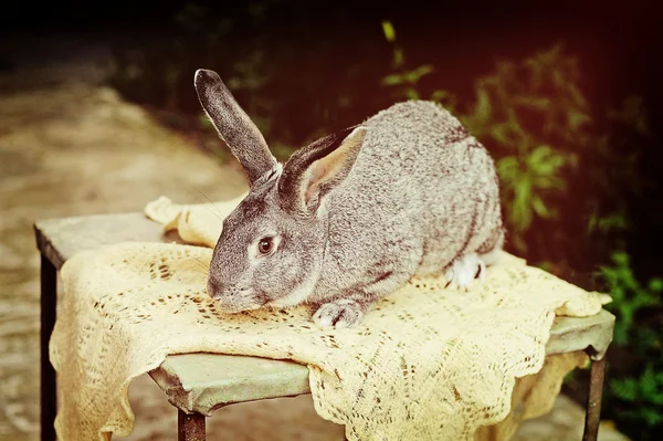 Une ferme de lapins — Photo