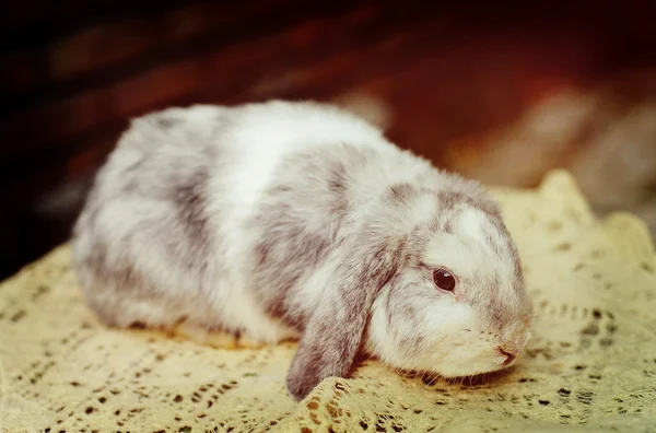Un allevamento di conigli — Foto Stock