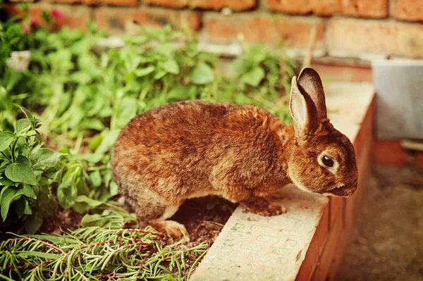 Bir tavşan çiftliği — Stok fotoğraf