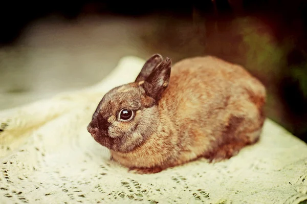 Eine Kaninchenfarm — Stockfoto
