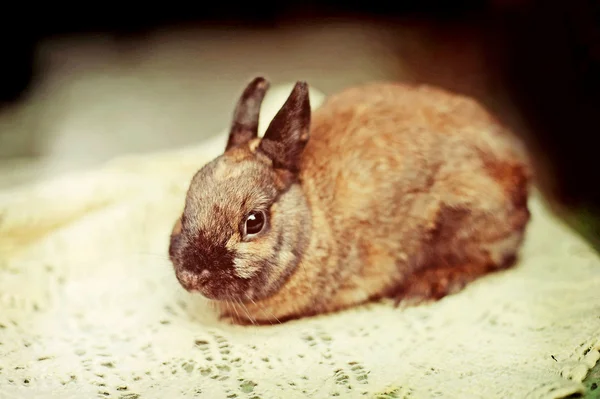 A rabbit farm — Stock Photo, Image