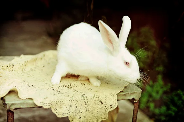 Une ferme de lapins — Photo