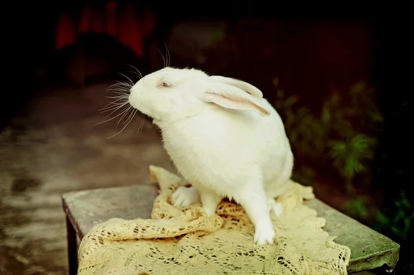 Une ferme de lapins — Photo