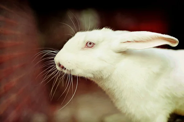 Une ferme de lapins — Photo