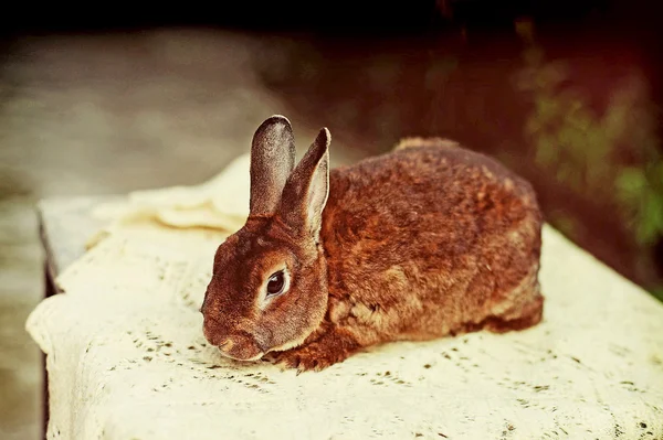 ウサギの農場 — ストック写真