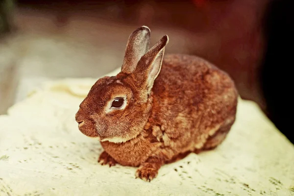 A rabbit farm — Stock Photo, Image