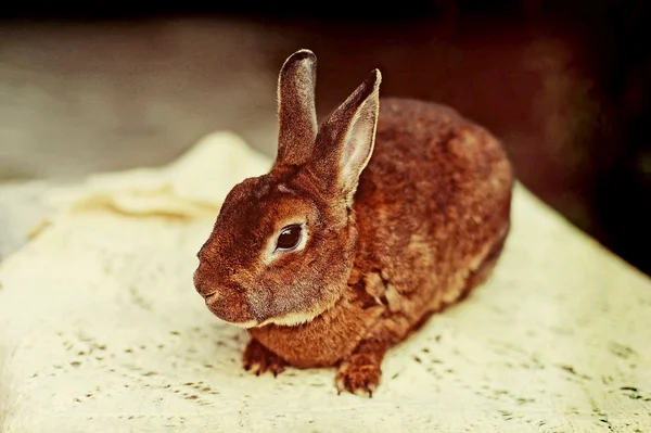 Une ferme de lapins — Photo