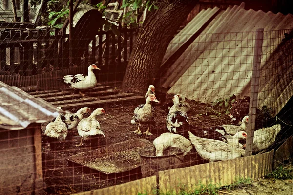 A duck farm — Stock Photo, Image