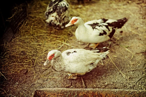 Bir ördek çiftliği — Stok fotoğraf