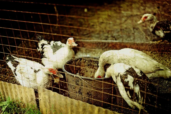 Uma quinta de patos — Fotografia de Stock