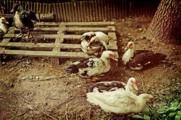 Uma quinta de patos — Fotografia de Stock