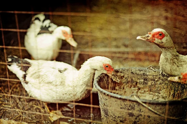 Sebuah peternakan bebek Stok Foto Bebas Royalti