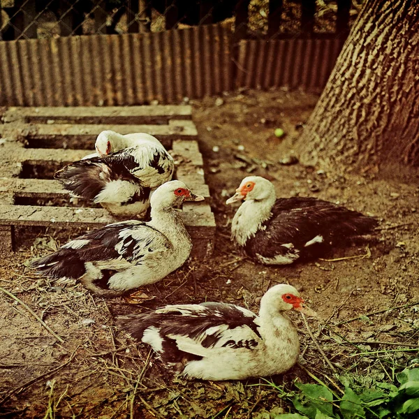 Sebuah peternakan bebek Stok Lukisan  