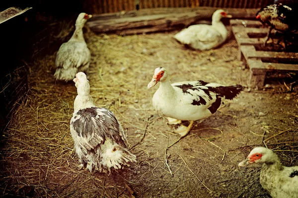 Sebuah peternakan bebek Stok Lukisan  
